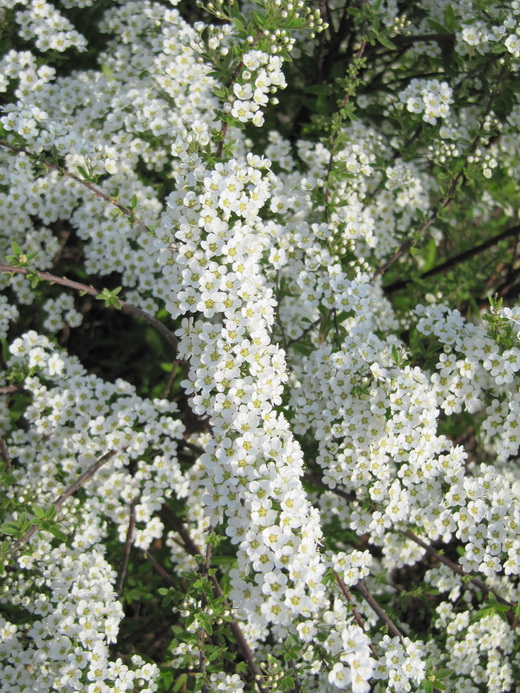 Spiraea x cinerea `Grefsheim`(19).JPG